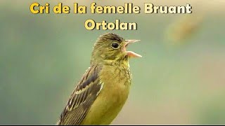 BRUANT ORTOLAN  Cri de la femelle sous la pluie [upl. by Nylireg]