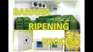 Blue Star Banana Ripening Chamber Natural Fruit Ripening Process  Business [upl. by Anilecram]