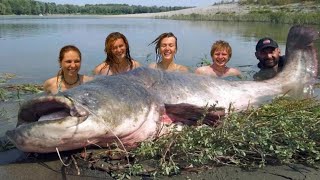 Mammoth Record Catfish 230 pound  HD by Yuri Grisendi [upl. by Yanal333]