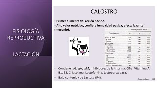 Fisiología reproductiva Lactación [upl. by Nnalatsyrc]