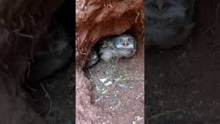 Taking a Peek at Burrowing Owl Chicks  ViralHog [upl. by Haines840]