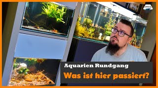 Alle Aquarien im Wohnzimmer Rundgang [upl. by Netram]