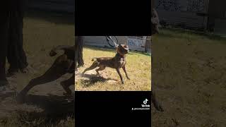 Apbt bama pitbull dogs [upl. by Ahsiem]