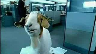 Aflac Goat Commercial [upl. by Erbe]