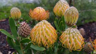 How To Plant Exotic Pincushion Protea Plants  Gardening Tips [upl. by Jennifer]