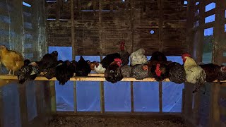 How Do Chickens Sleep At Night  How To Roosting Bars [upl. by Hterrag]