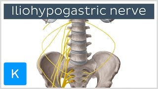 Iliohypogastric Nerve  Course amp Innervation  Human Anatomy  Kenhub [upl. by Salokkin522]