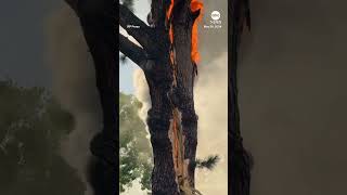 Tree falls apart after lightning strike fire [upl. by Jorry692]