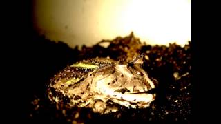 Horned frog feeding in slow motion [upl. by Klina]