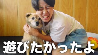 長年外飼いだった雑種犬コロちゃんの嬉しさが爆発しました。 [upl. by Condon]