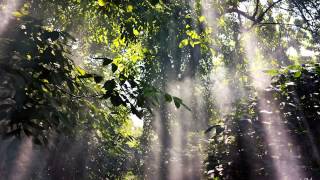 Peru Amazon Ayahuasca Shamanic Music [upl. by Lohner]