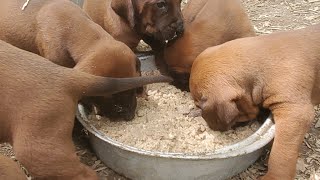 Get PUPPY BREAKFAST ready with me [upl. by Peers]