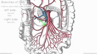 Superior Mesenteric Artery  Anatomy Tutorial [upl. by Alleusnoc893]