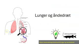 Lunger og åndedræt [upl. by Griselda]