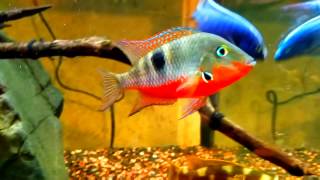 Firemouth Cichlid Tank Boss [upl. by Gatias]