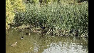 Leongatha Wetlands [upl. by Rehpotsirh]