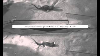 Movie S4 Movement of an arboreal and ground dwelling gecko [upl. by Eglantine]