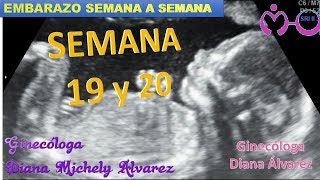 EMBARAZO SEMANA A SEMANA SEMANA 19 Y 20 POR GINECOLOGA DIANA ALVAREZ [upl. by Maccarthy461]