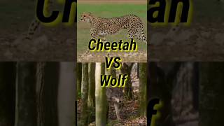 Cheetah Vs Wolf [upl. by Allemahs]