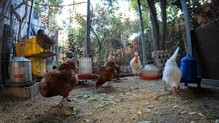 Backyard Chickens Early Morning Relaxing Video Sounds Noises Hens Clucking Roosters Crowing [upl. by Charo21]