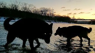 Wolves at Agartha Cave  Wolves in the River Valley 47 [upl. by Enymzaj]