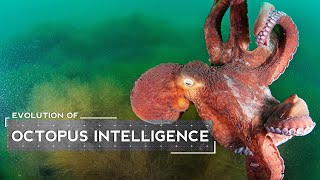 How Octopuses Evolved to be Intelligent [upl. by Ardnuahsal]