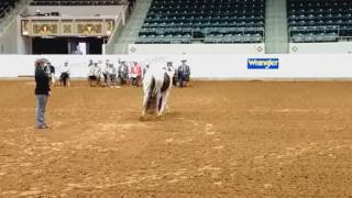 2017 Pinto World Show  Western Showmanship Pony [upl. by Eecal282]