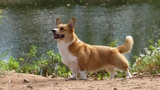 Welsh Pembroke Corgi with a tail [upl. by Jerry]