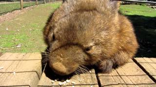 The friendly Australian wombat [upl. by Ardiedak229]