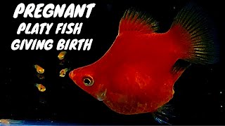 Red Platy Fish Balloon Giving Birth to 20 babies  Pregnant Red Balloon Platy Fish fishbreeding [upl. by Ayifa]