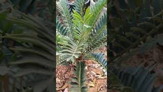 Encephalartos arenarius [upl. by Strage]