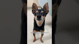 EU SOU UM PINSCHER TREND [upl. by Jelena19]