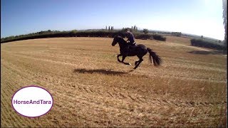 Friesian horse galloping Part one [upl. by Einnaffit]