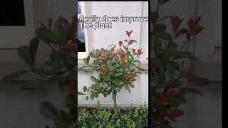 How to Prune Photinia Red Robin [upl. by Chalmers]