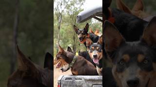 Unleashing the Spirit of the Outback Australian Working Kelpies in Action [upl. by Annais]