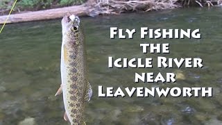 Fly Fishing the Icicle River [upl. by Jeramey969]