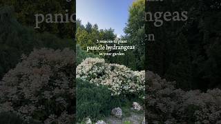 Panicle Hydrangeas fastgrowingtrees gardendesign hydrangeas gardenideas [upl. by Lennahc]