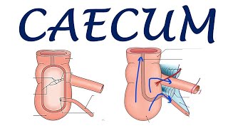 Chp20  Anatomy of CAECUM  BDC Vol2  Large Intestine  Dr Asif Lectures [upl. by Tarrah303]