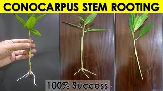 Conocarpus Tree Growing From Stem Cuttings  Conocarpus Tree Propagation  Sprouting Seeds [upl. by Drusie]