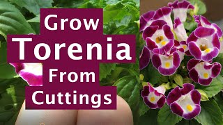 Growing Torenia From Cuttings Torenia Plant Propagation [upl. by Safire363]