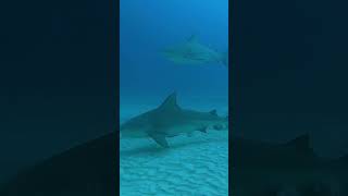 🤿🦈Requin bouledogue rêve de rencontre en plongée et vous  🤿🦈 plongeesousmarine requins [upl. by Damalis]