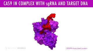 Cas9CRISPR in complex with sgRNA and target DNA [upl. by Usanis]