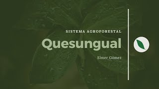 Sistema agroforestal Quesungual ¿En que consiste [upl. by Akimas]