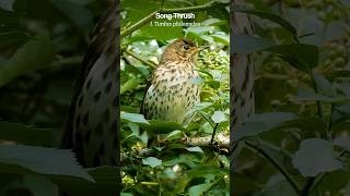 Handsome Song Thrush perched at eye level [upl. by Stultz669]