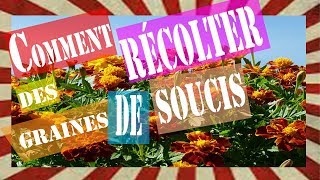 TUTO Comment récolter Des graines de soucis [upl. by Beutner]