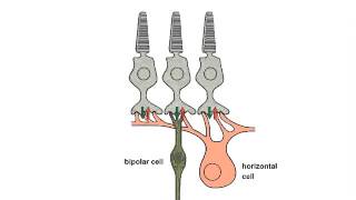 OSSM Neuro Chapter 9  Layers of the Retina [upl. by Ruttger]