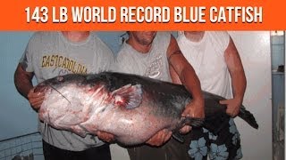 143 Lb Catfish New World Record Blue Catfish Caught At Buggs Island Lake in Virginia [upl. by Alhan619]