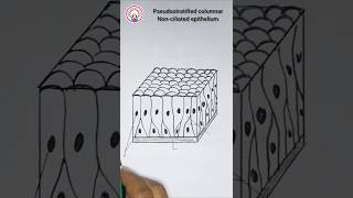 PseudostratifiedEpitheliumDiagram shorts shortvideo pseudostratifiedepitheliumdrawing [upl. by Korwin554]