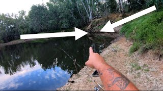 A fish pulled my fishing rod in while Murray cod fishing with cheese [upl. by Janette]