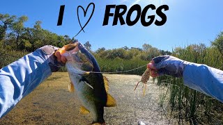 Swimbait Trip Turns into EPIC Frog Fishing [upl. by Nahshu]